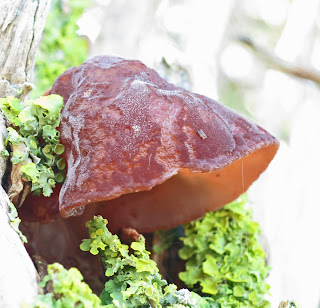 Auricularia auricula-judae at its bell-shaped stage.