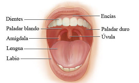 LENGUA APARATO DIGESTIVO lengua aparato digestivo: