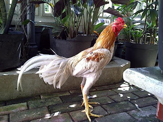 Perbedaan ayam bangkok asli dengan ayam bangkok jawa