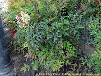 Nandina domestica