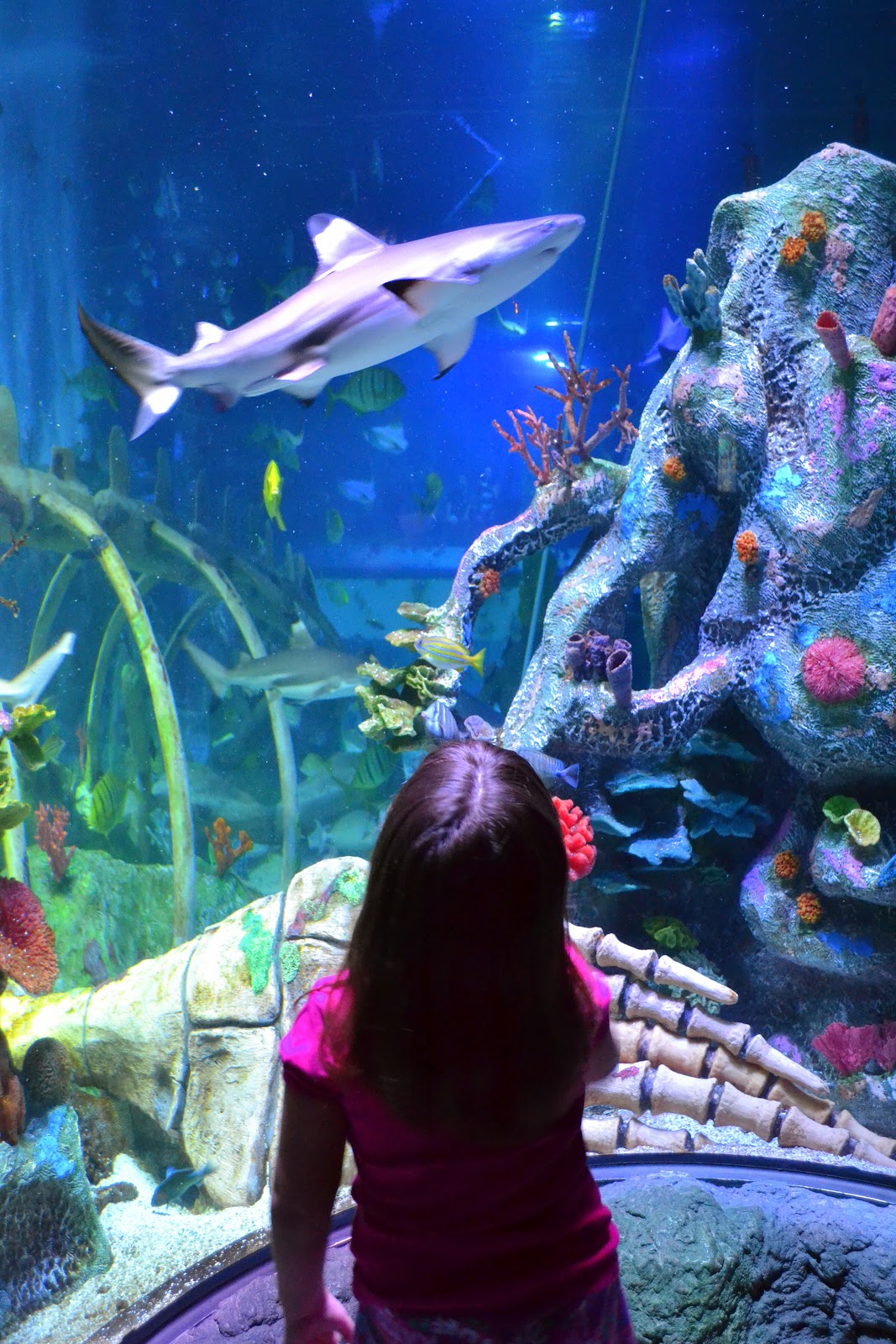 sex aquarium sex aquarium