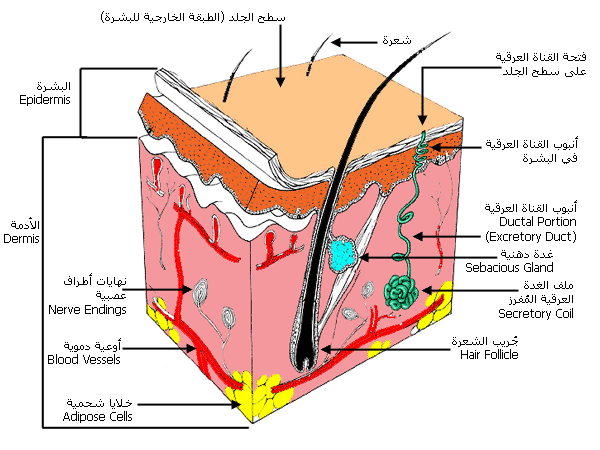 العرق يسبب حب الشباب
