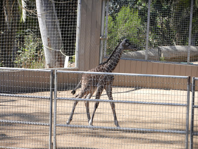 San Diego zoo new baby giraffe picture San Diego zoo new baby giraffe picture