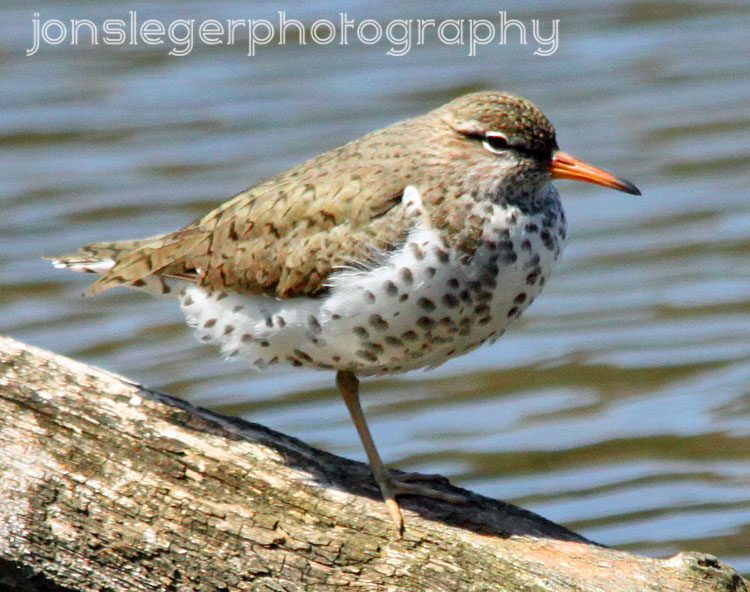 Northern Illinois Birder Early May Water Birds Arrive in Northern Illinois