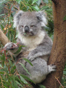 Another Koala in a tree