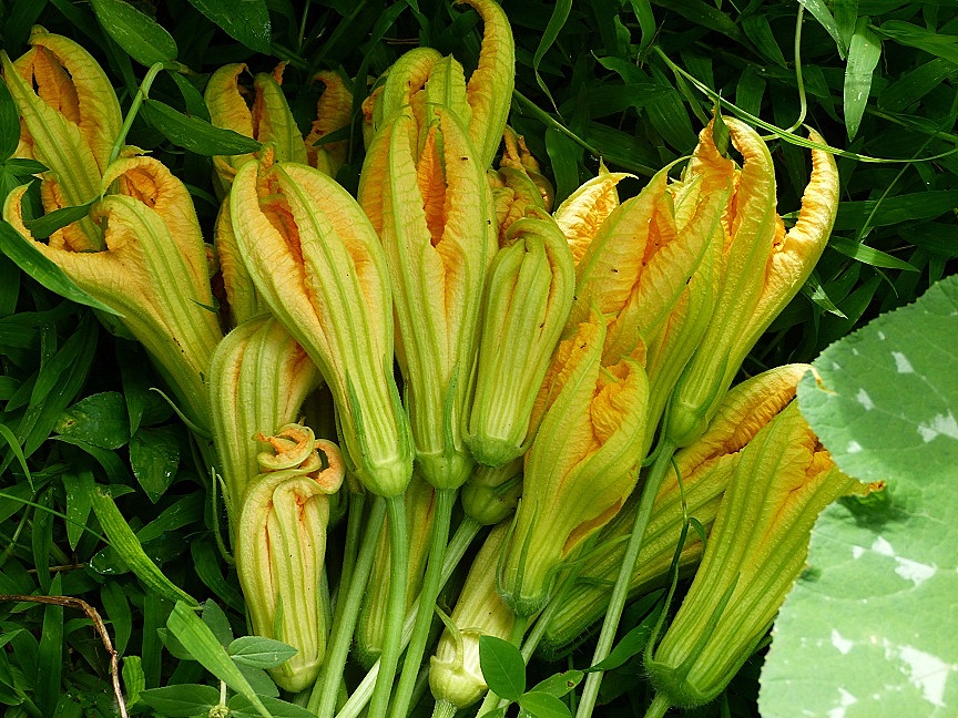 Cottage Life on Pilgrim's Farm Pumpkin Flowers...