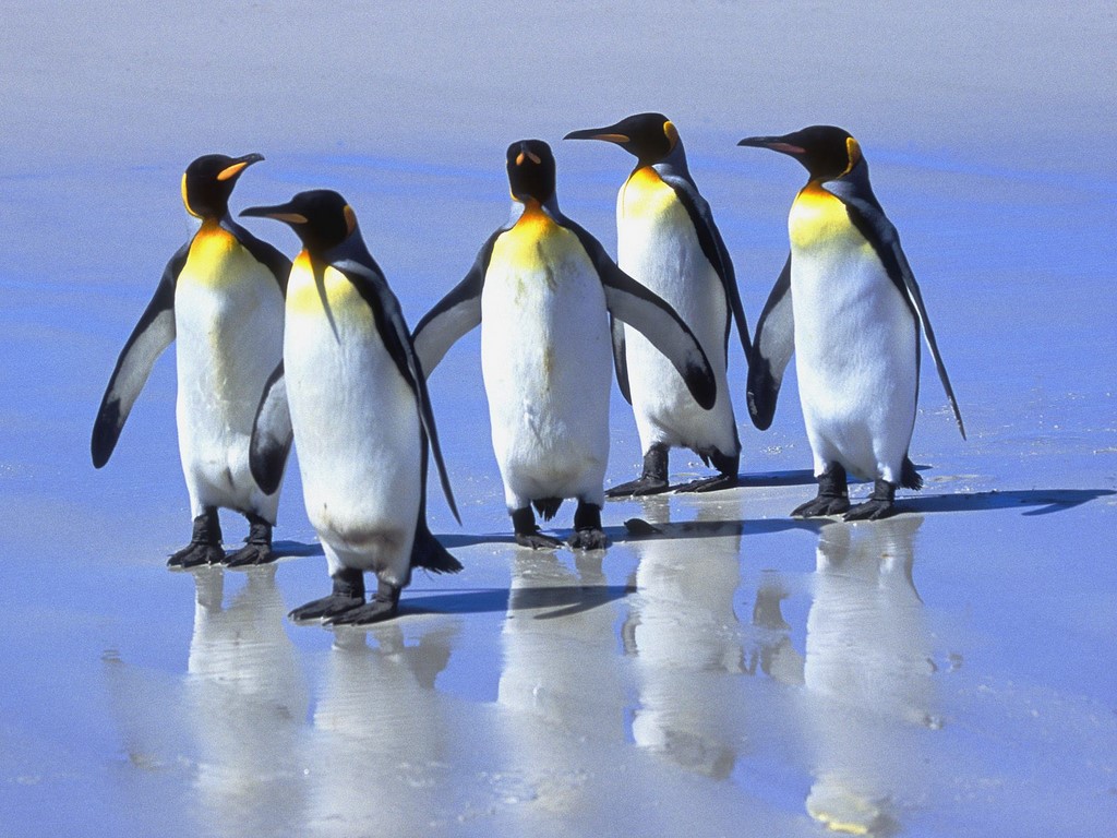 http://4.bp.blogspot.com/-b5uTZqdxHfc/TjmN4DpzhhI/AAAAAAAAAOQ/-j5wc1CTMo4/s1600/Penguin+Wallpapers+5.jpg