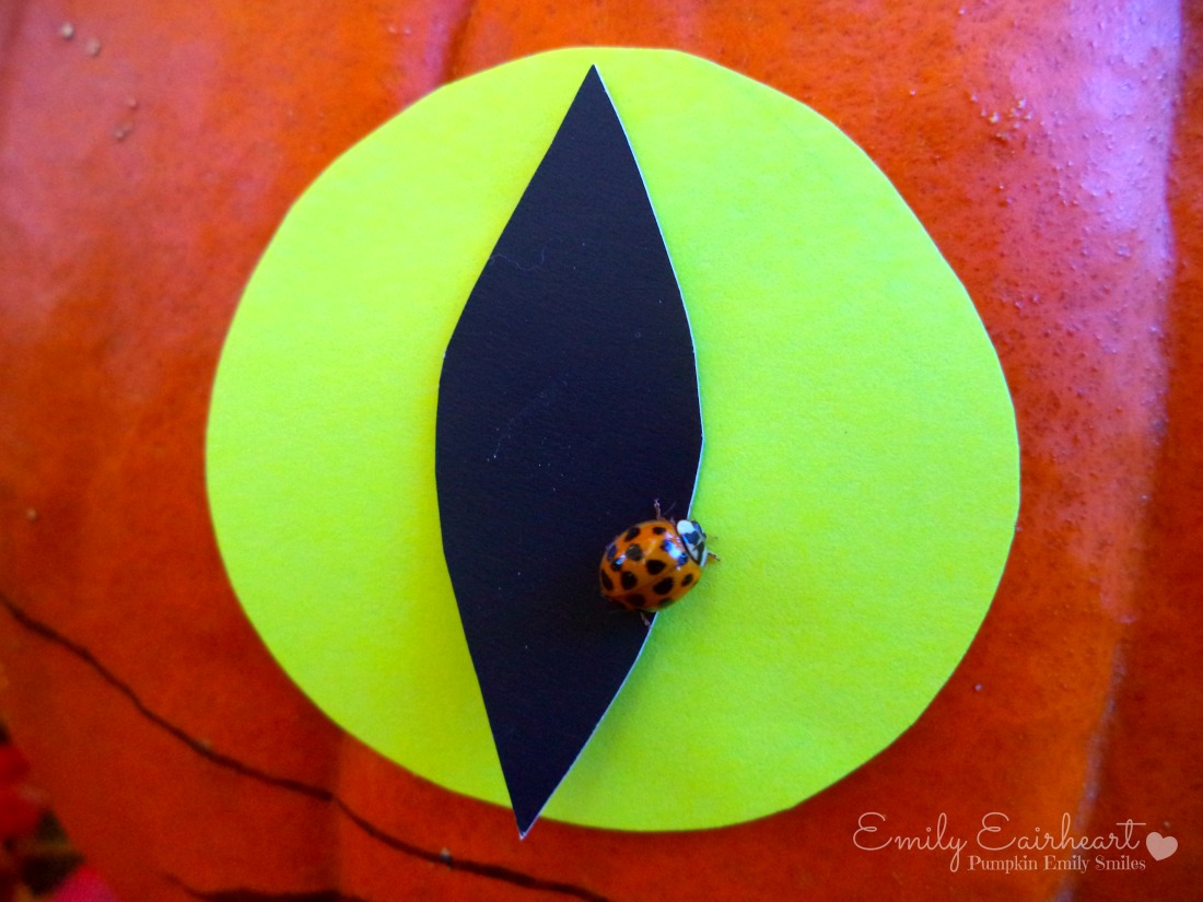 A ladybug on a pumpkin.