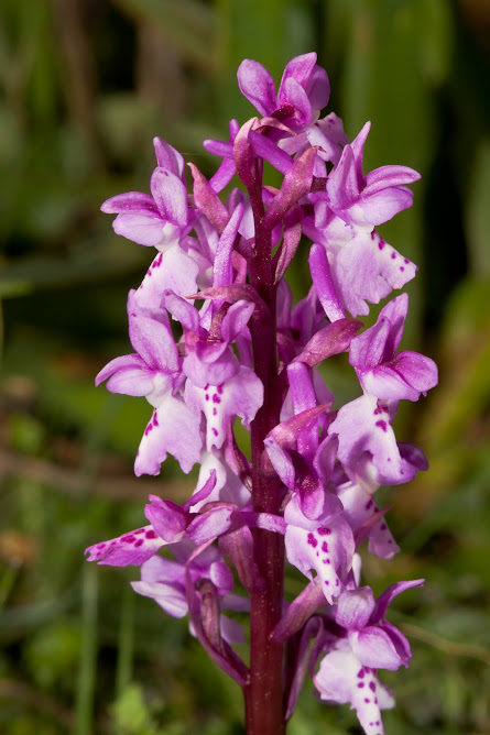 Otra orquídea
