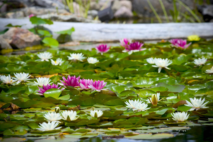 Aquascape Your Landscape The Wonder of Waterlilies