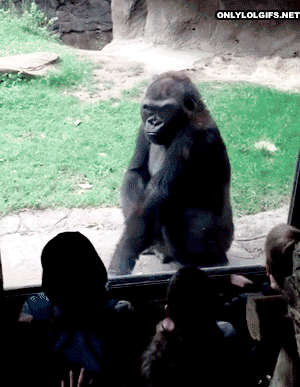 Animals vs kids (40 gifs), animals being jerks gif, gorilla scares kids in the zoo