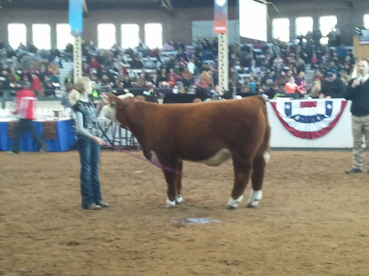 MITTAG Blog Iowa Beef Expo Hereford Steers
