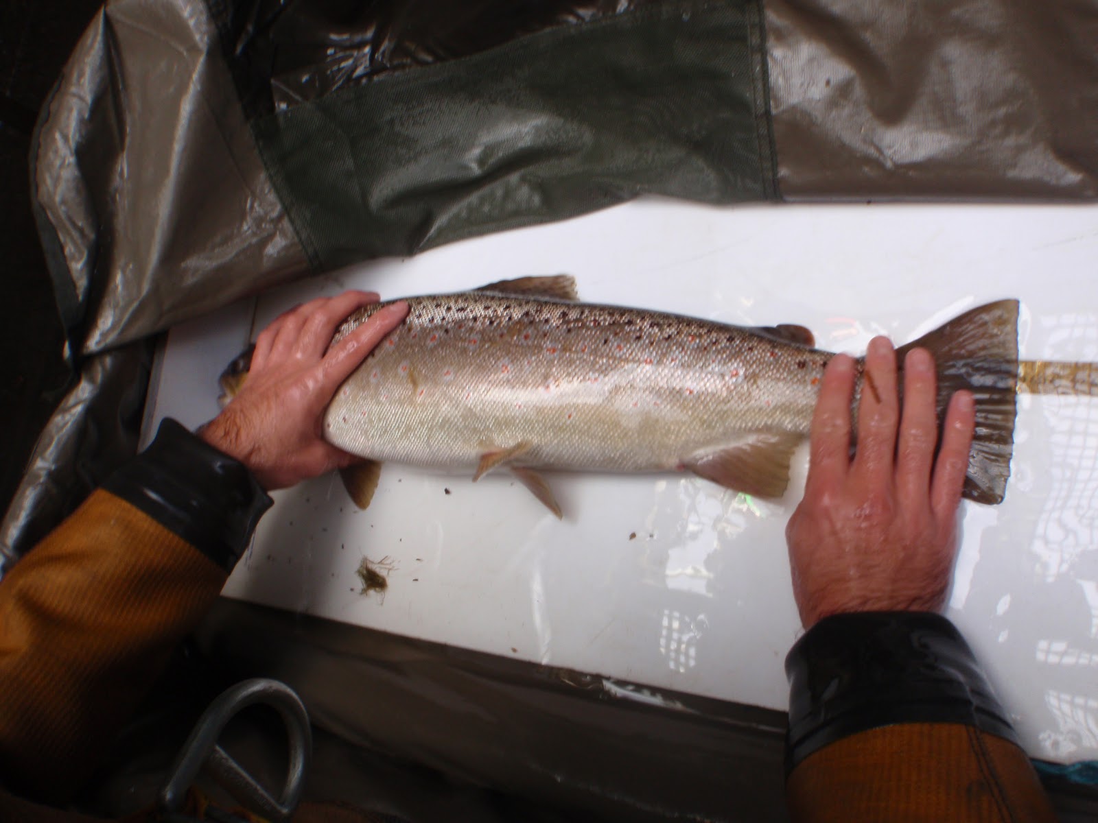 Salford Friendly Anglers Society News Blog Mersey Sea Trout