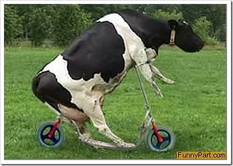 Funny Animals: Funny Cow Pictures/Images