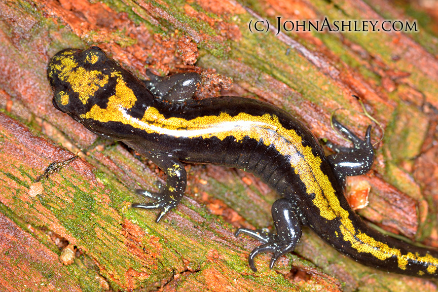 Wild and Free Montana Longtoed Salamanders for Lunch