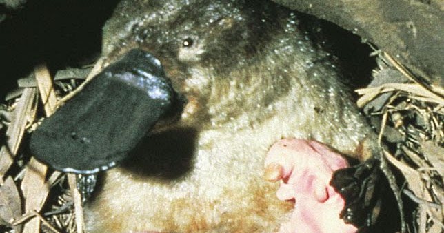 Platypus; the bird, reptile, mammal animal | Around the Web
