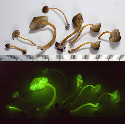 The strange phenomenon of the fungi that shine in Japan Seen On www.coolpicturegallery.us The strange phenomenon of the fungi that shine in Japan Seen On www.coolpicturegallery.us