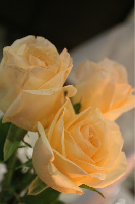 champagne color roses