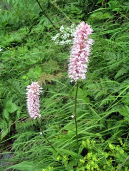 Polygonum bistorta  (Erba serpentina, Bistorta)