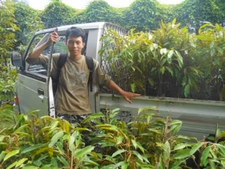 bibit durian bawor jogja bibit durian nasa bibit durian bawor jogja bibit durian nasa