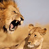 Tiger Eating boy in Zoo Live in india