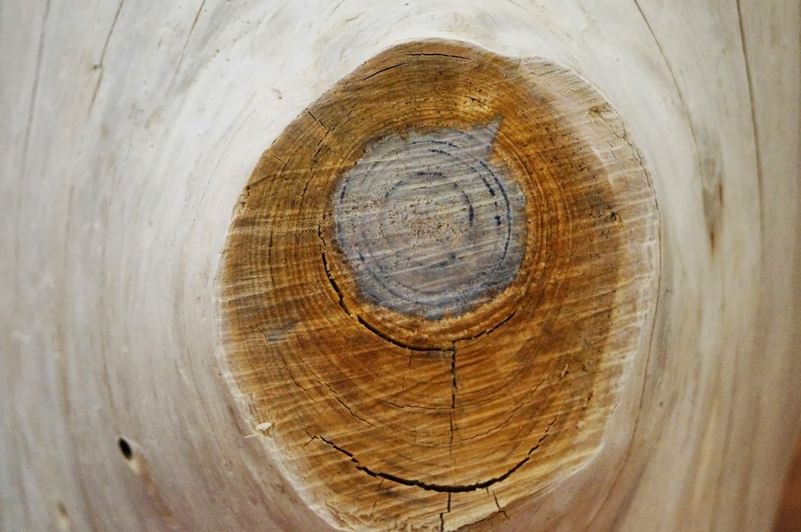 Don't Disturb This Groove Bleached TreeStump Tables