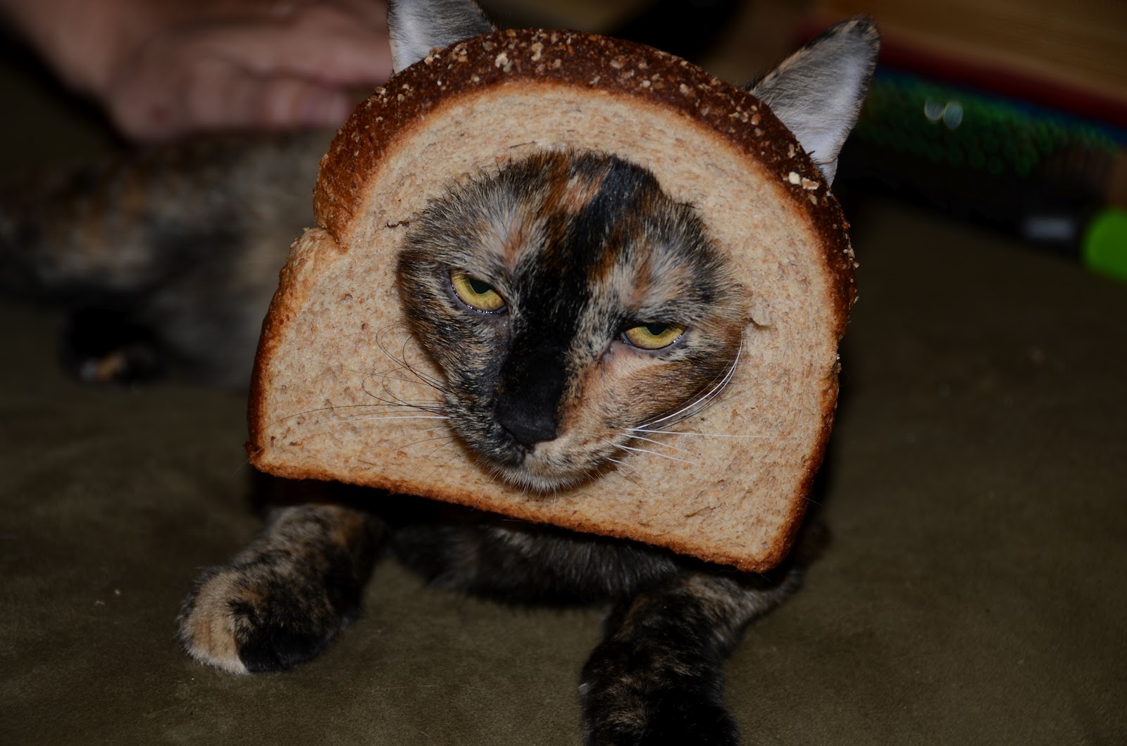 Inside Individual Design: Cat Breading