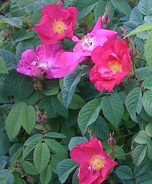 Roses for English Gardens Rosa x damascena, Rose of Damascus, Damask Rose