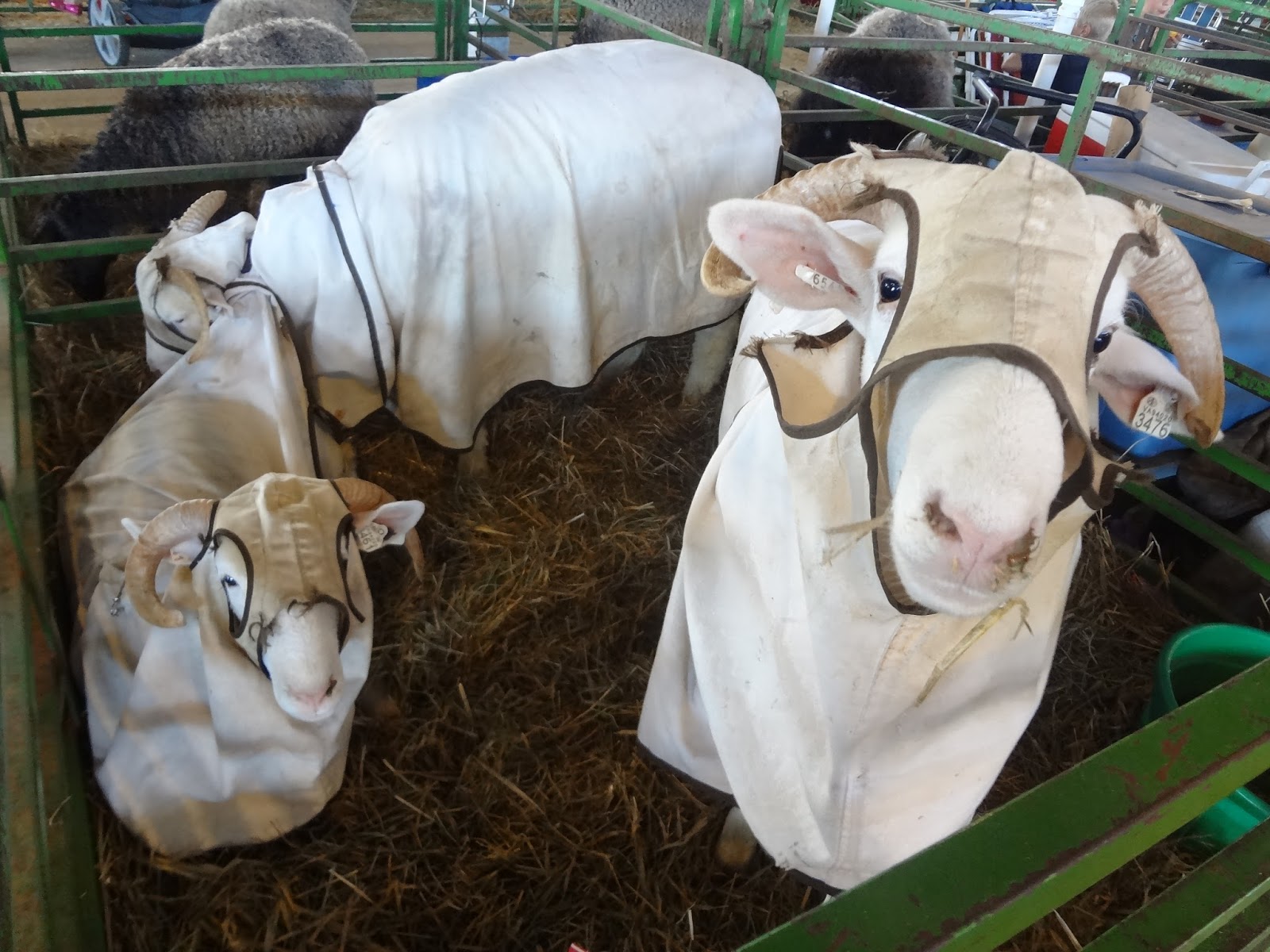 Goats in Coats. GOATS IN COATS. MetaFilter