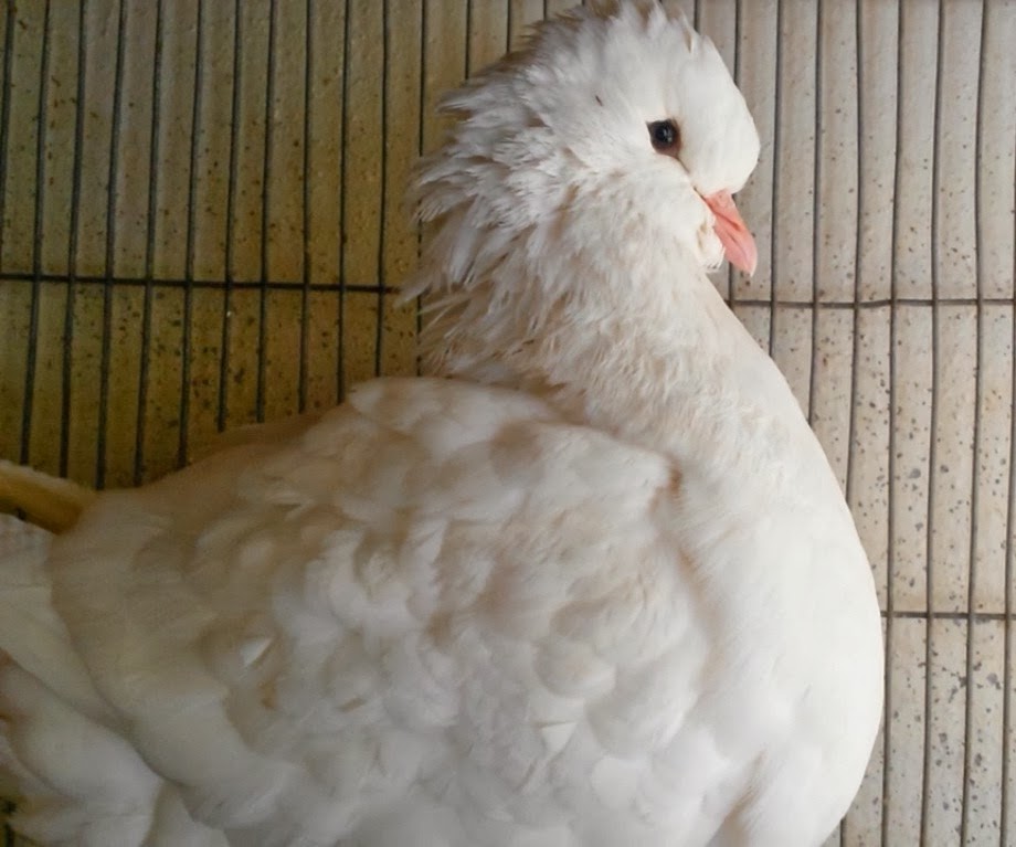 King Pigeon with Origin Description Size Ornaments Color Comment