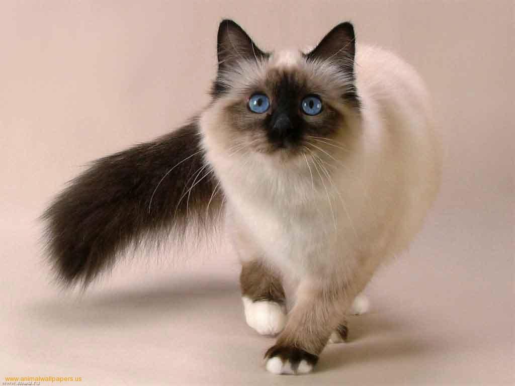 Senarai 10 Jenis Kucing Termahal DI Dunia Senarai 10 Jenis Kucing Termahal DI Dunia