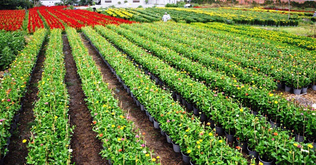 [Image: Dep-nhu-tranh-voi-canh-dong-hoa-xuan-o-Sai-Gon-10.jpg]