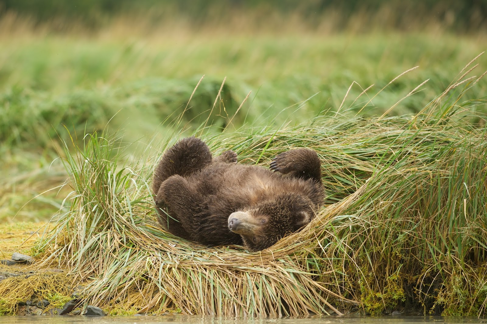 Back in the U.S.A. Coastal Brown Bears of Katmai, Alaska (Click on