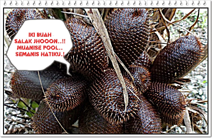manfaat gizi buah salak manfaat gizi buah salak
