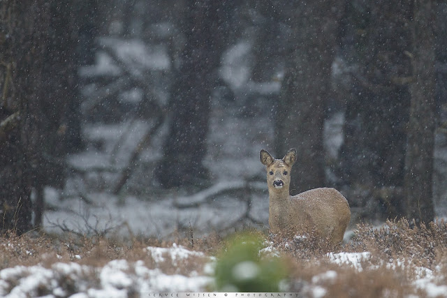 Reeën in sneeuwbui - Roe Deer in Snow