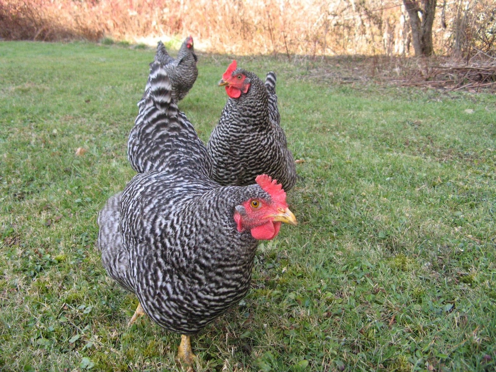 Animal Instinct Wood Hens