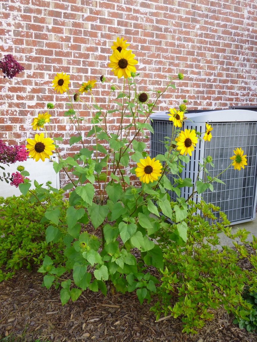 Garden of Aaron All Summer Long The Flower Parade Continues into August