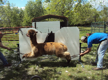 Gus on his way to a Trim