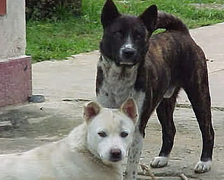 Budaya Bali Carcan Asu Cicing Mengenal Sifat Anjing Bali