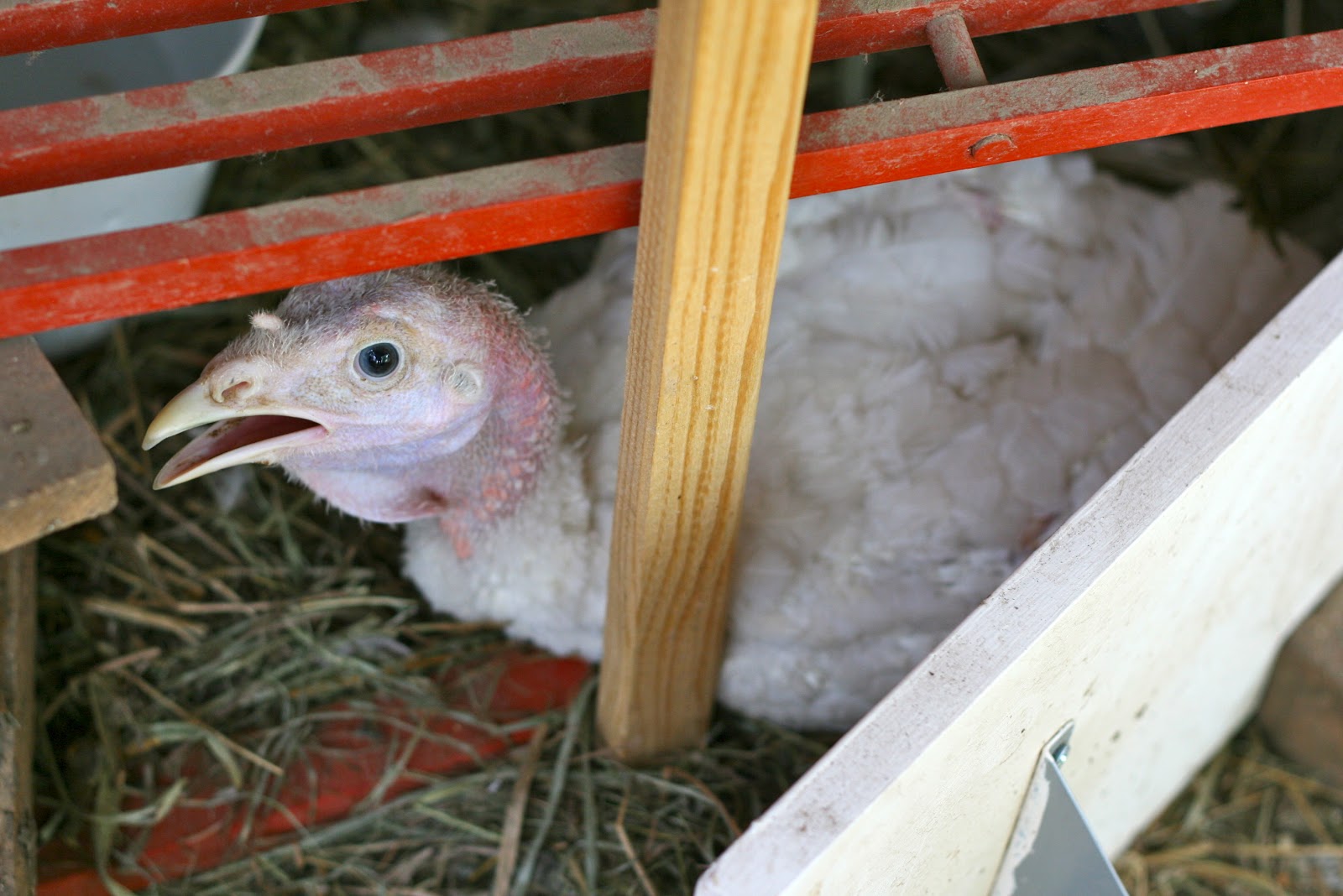 The Little Backyard Farm Treating Thanksgiving's Bumble Foot
