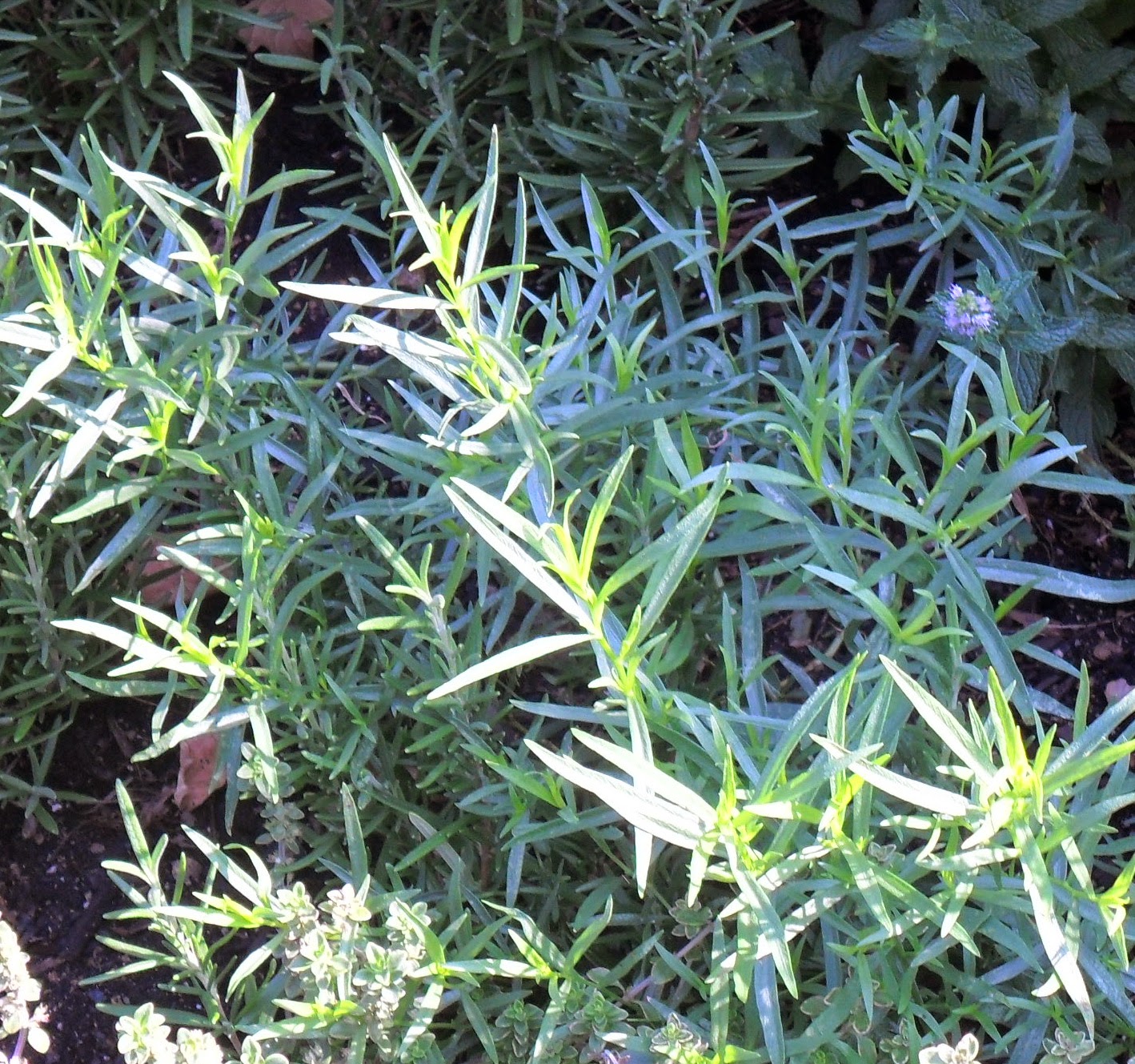Backyard Patch Herbal Blog Mini Herb of the Week Tarragon