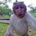 UN MACACO ROBA UNA CÀMERA GoPro I ES FA UN SELFIE