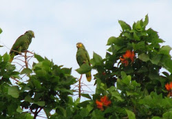 Orange-winged parrots