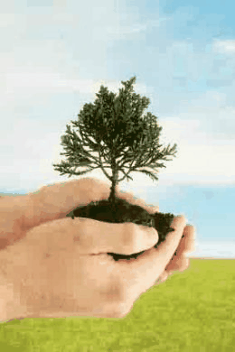 ways conserve environment essay ways conserve environment essay