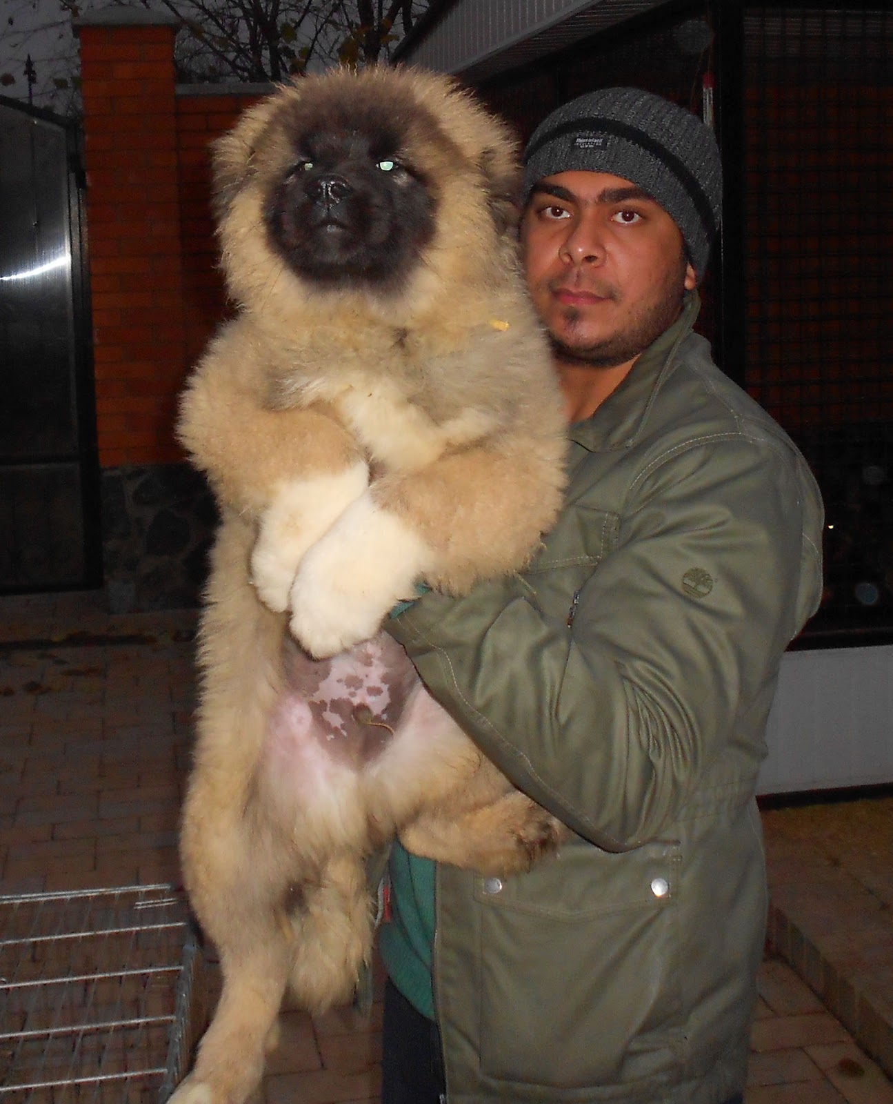 Caucasian Mountain Dog