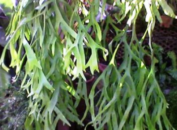Tanaman obat Tanduk Rusa (Paltycerium coronarium, (Kuning), Desv.) tanaman obat