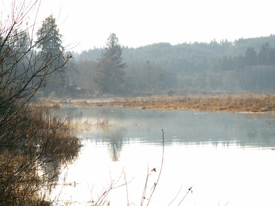 sunny winter afternoon in the Pacific Northwest photo copyright 2011 by Jennifer Kistler