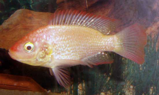 Ikan Mujair | Malioboro