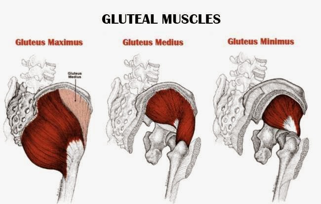 All Hands On Fitness Why You Need To Have A Big Butt
