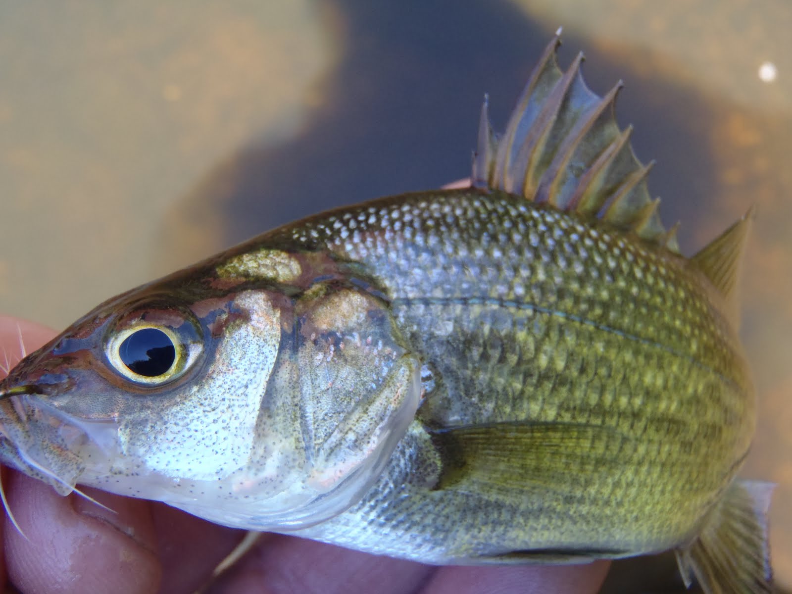 White Perch LessonPaths